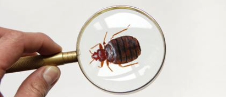 Bekæmpelse af væggelus Fjern effektivt væggelus i senge, gardiner, tæpper mm. med damp.